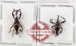 Scientific lot no. 1083 Curculionidae (2 pcs)