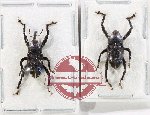 Scientific lot no. 1098A Curculionidae (2 pcs)
