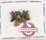 Scientific lot no. 1053 Curculionidae (13 pcs)