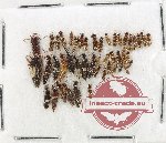 Scientific lot no. 218 Staphylinidae (45 pcs)