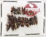 Scientific lot no. 232 Staphylinidae (24 pcs)