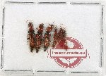 Scientific lot no. 238 Staphylinidae (6 pcs)
