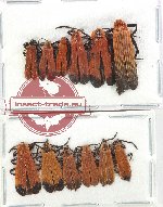 Scientific lot no. 57 Lycidae (12 pcs)