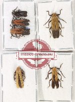 Scientific lot no. 60 Lycidae (6 pcs)