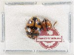 Scientific lot no. 162 Coccinelidae (2 pcs)