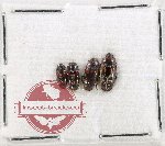 Scientific lot no. 229 Erotylidae (4 pcs)