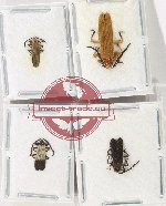 Scientific lot no. 55 Lycidae (4 pcs)