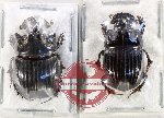 Scientific lot no. 1081 Coprophaga (Copris spp.) (2 pcs)