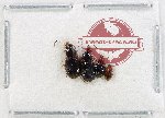 Scientific lot no. 997 Carabidae (4 pcs)