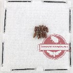 Anobiidae Scientific lot no. 10 (11 pcs)