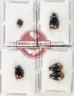 Hydrophilidae Scientific lot no. 371 (5 pcs)