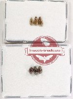 Hydrophilidea Scientific lot no. 379 (6 pcs)