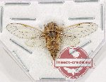Cicadidae sp. 90