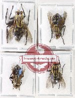 Scientific lot no. 132 Diptera (4 pcs)