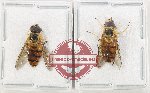 Scientific lot no. 131 Diptera (2 pcs)