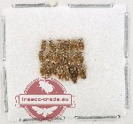 Scientific lot no. 1499 Heteroptera (22 pcs)