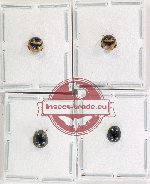 Scientific lot no. 1531 Heteroptera (4 pcs)