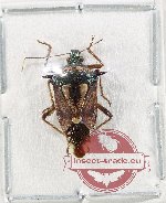 Pentatomidae sp. 76 (A-)