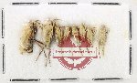 Scientific lot no. 1487 Heteroptera (8 pcs)
