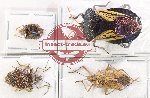 Scientific lot no. 1523 Heteroptera (Pentatomidae) (4 pcs A-, A2)