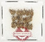 Scientific lot no. 1498 Heteroptera (25 pcs)