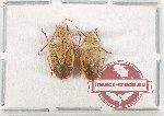 Scientific lot no. 1495 Heteroptera (2 pcs)