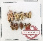 Scientific lot no. 1486 Heteroptera (10 pcs)
