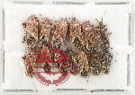 Scientific lot no. 1505 Heteroptera (13 pcs A2)