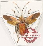 Coreidae sp. 24 (A2)
