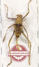 Orthoptera sp. 67 (A-)