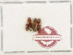 Scientific lot no. 211 Scolytidae (4 pcs)