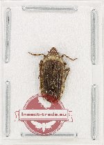 Scientific lot no. 43 Homoptera (1 pc)