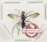 Diptera sp. 62