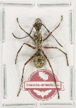 Formicidae sp. 92