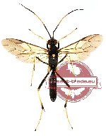 Ichneumonidae sp. 6 (SPREAD)