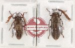 Scientific lot no. 12 Callirhipidae (2 pcs - 1 pc A2)