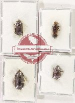 Scientific lot no. 17A Scolytidae (4 pcs - 2 pcs A2)