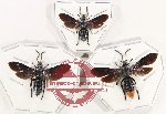 Scientific lot no. 587 Hymenoptera (Scoliidae) (3 pcs)