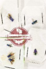 Scientific lot no. 34 Chrysididae (6 pcs)