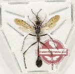 Ammophila sp. 2 (A-)