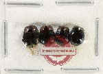 Scientific lot no. 125 Histeridae (4 pcs)