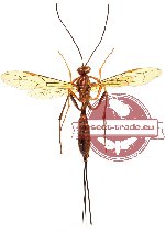 Ichneumonidae sp. 7 (SPREAD)