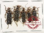 Scientific lot no. 99 Cantharidae (5 pcs)