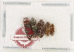 Scientific lot no. 262 Elateridae (5 pcs)