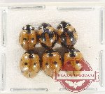 Scientific lot no. 161 Coccinelidae (6 pcs)