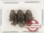 Scientific lot no. 528 Tenebrionidae (3 pcs)