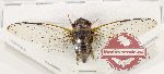 Cicadidae sp. 92