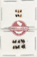Scientific lot no. 668 Chrysomelidae (16 pcs)