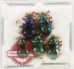 Scientific lot no. 664 Chrysomelidae (5 pcs)