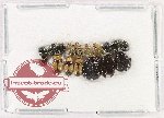Scientific lot no. 670 Chrysomelidae (17 pcs)